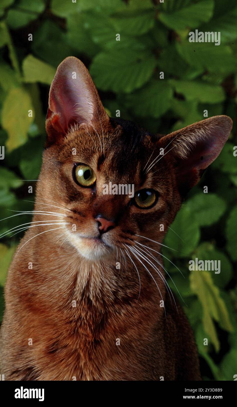 Abyssinian breeds hi-res stock photography and images - Alamy