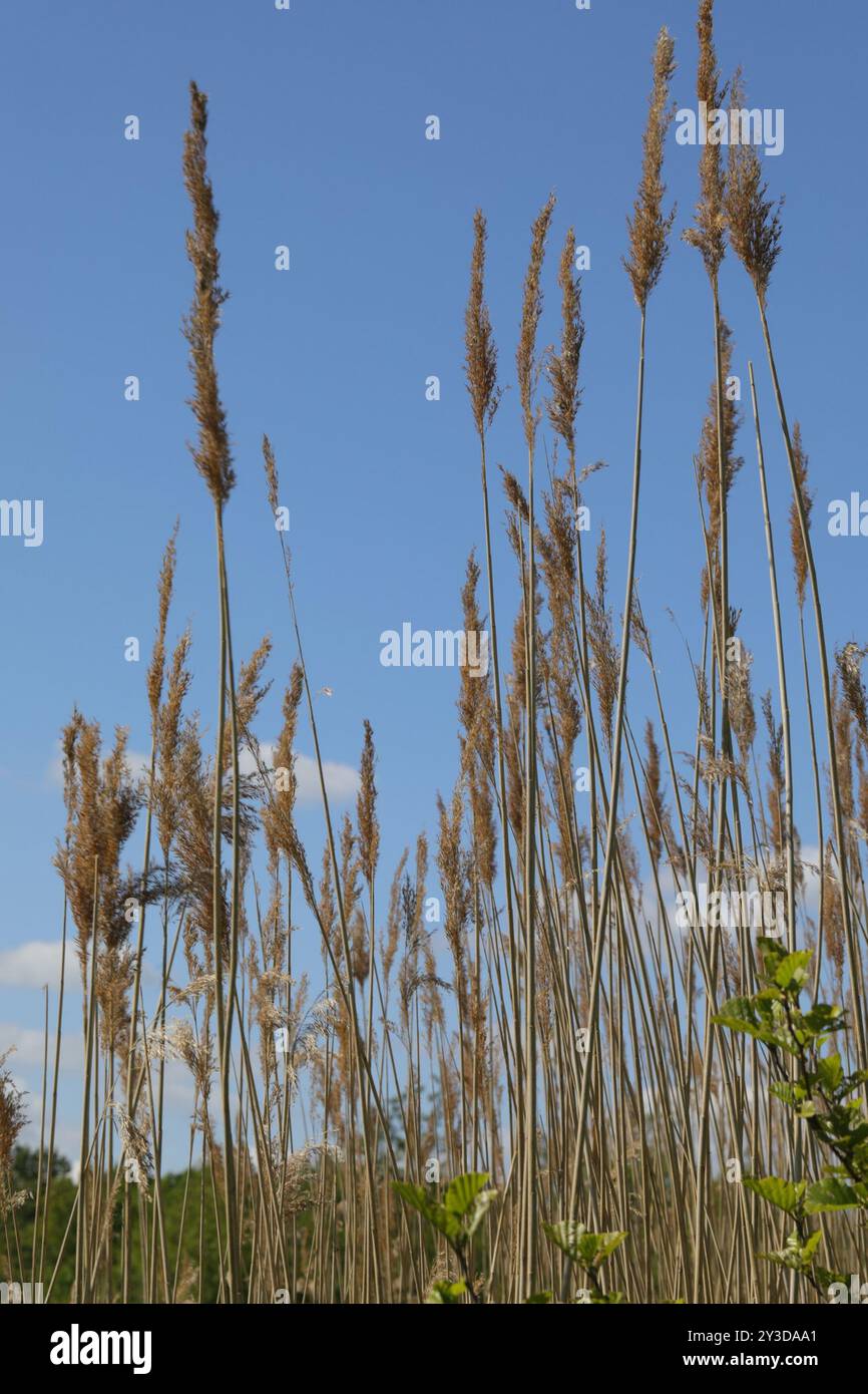 European reed (Phragmites australis australis) Plantae Stock Photo - Alamy