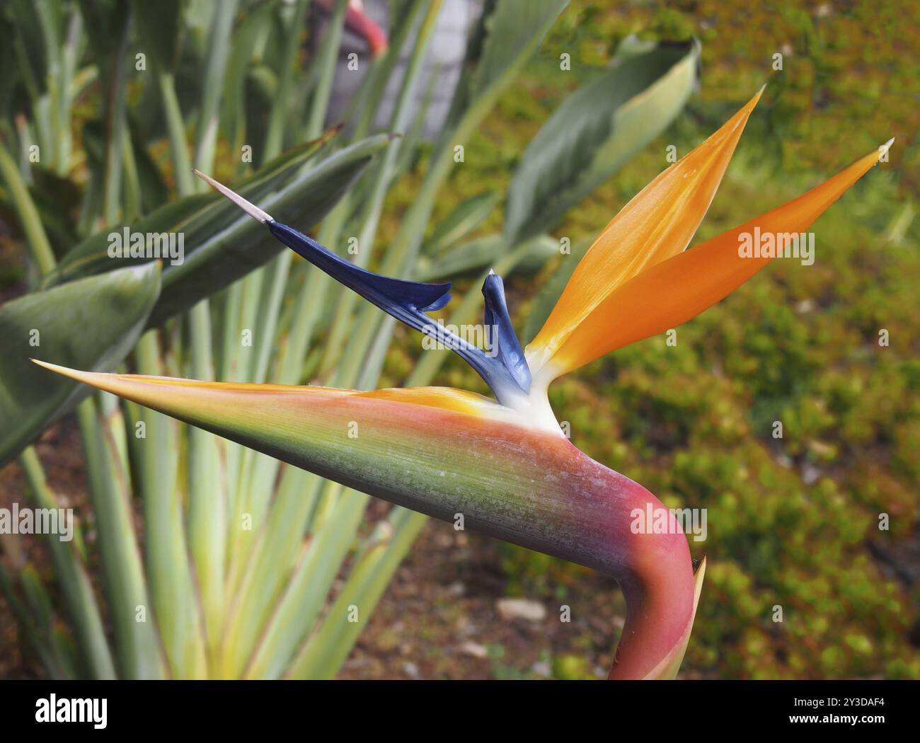 Close up of an orange and blue bird of paradise flower Strelitzia ...