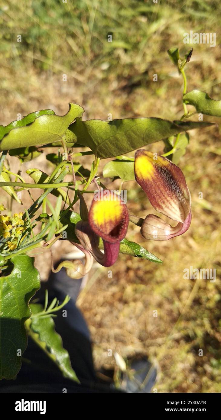 Climbing Birthwort (Aristolochia sempervirens) Plantae Stock Photo - Alamy