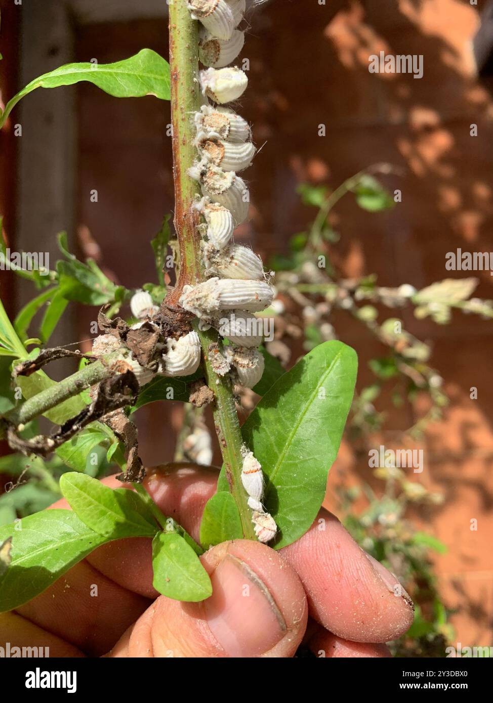 Cottony cushion scale (Icerya purchasi) Insecta Stock Photo - Alamy