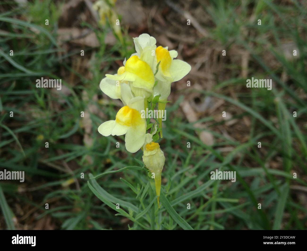 Toad Fls common toadflax (Linaria vulgaris) Plantae Stock Photo - Alamy