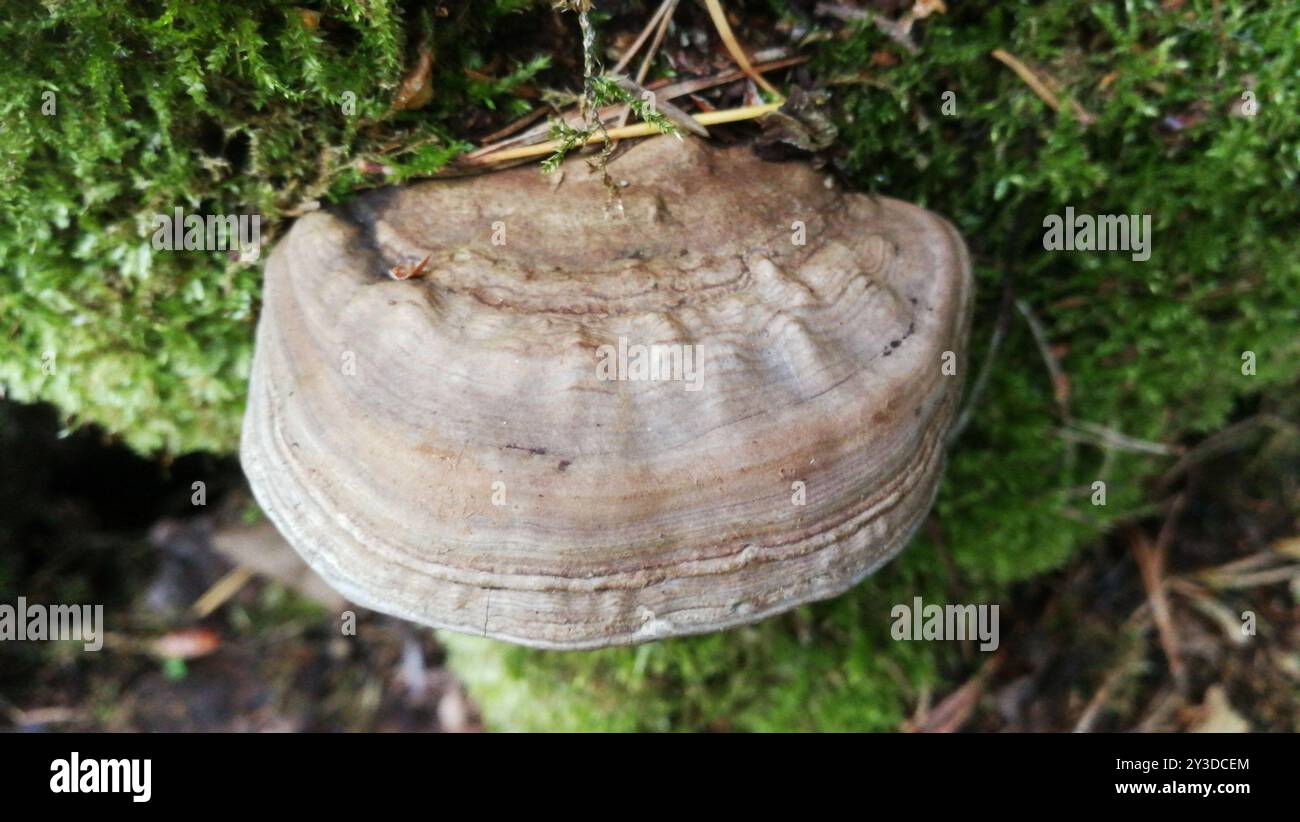 artist's bracket (Ganoderma applanatum) Fungi Stock Photo - Alamy
