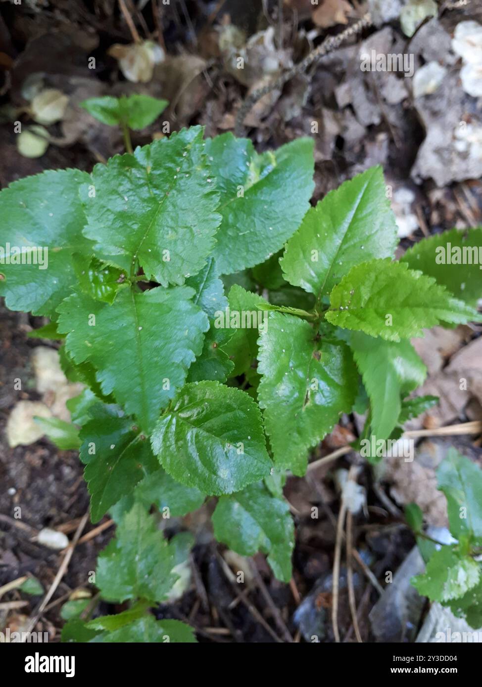 Rose Family Rheum rose family (Rosaceae) Plantae Stock Photo - Alamy