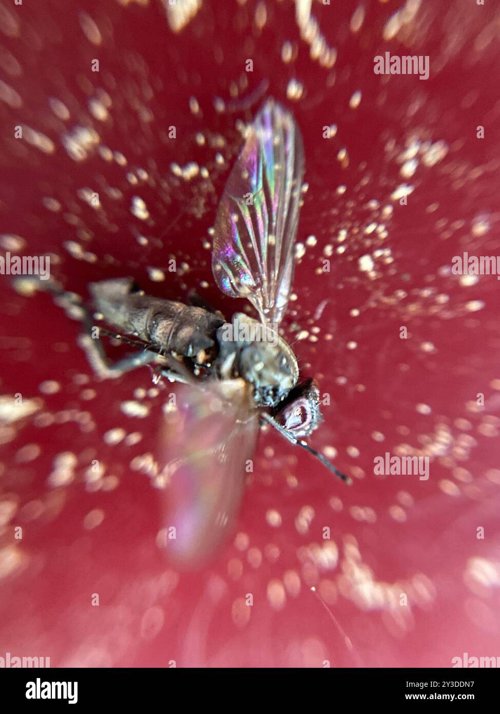 Root Magnotta Insect Root-maggot Flies (Anthomyiidae) Insecta Stock Photo - Alamy