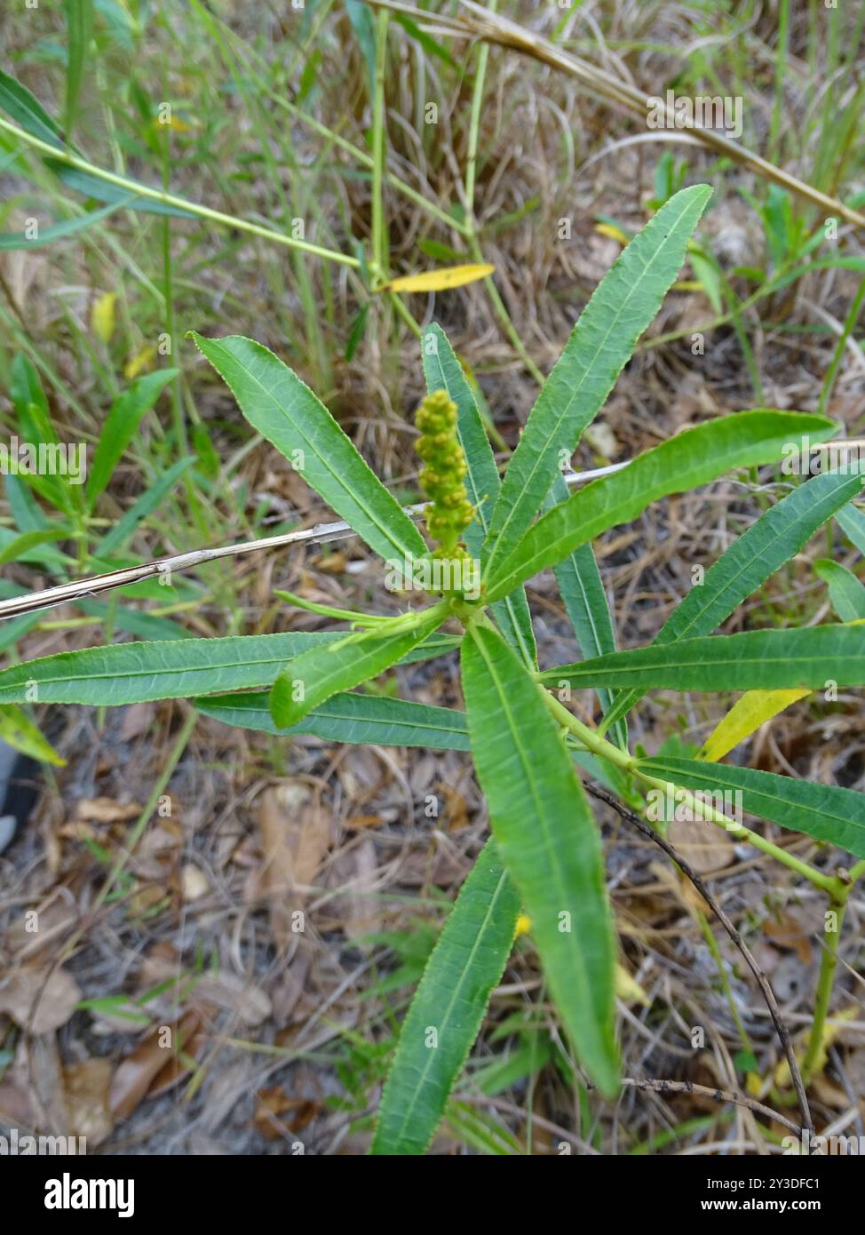 Queen's Delight (Stillingia sylvatica) Plantae Stock Photo - Alamy
