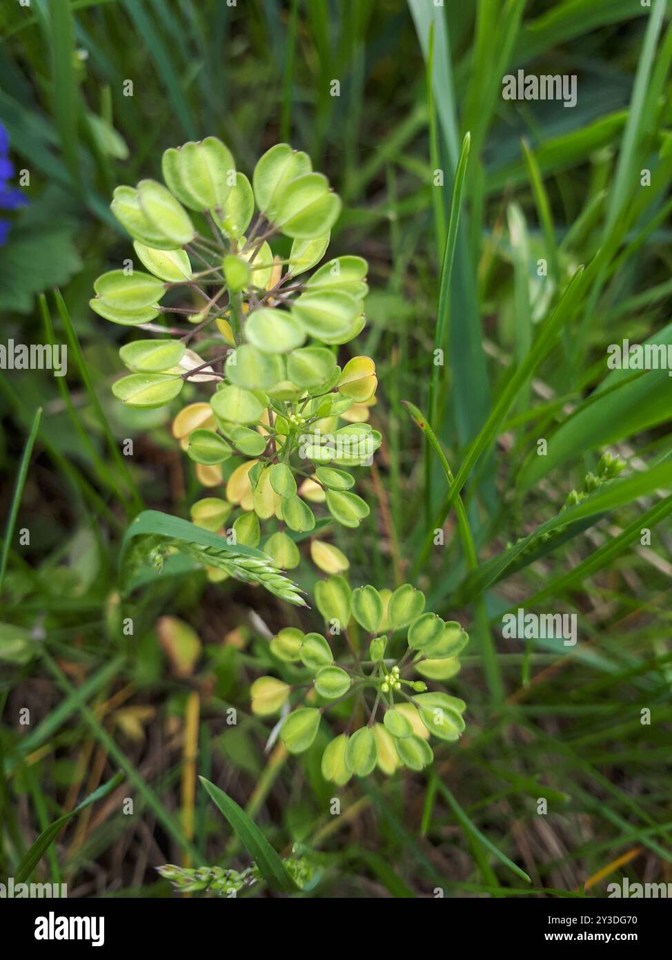 Perfoliate Pennycress (Noccaea perfoliata) Plantae Stock Photo Alamy