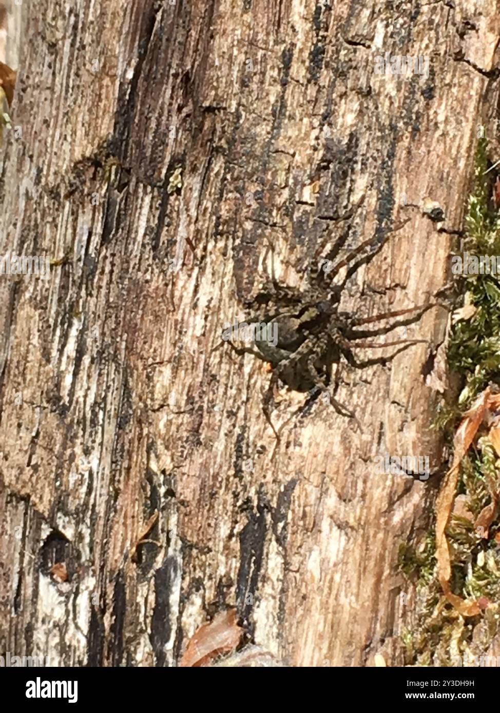 Common Forest Wolf Spider Complex (Pardosa lugubris) Arachnida Stock
