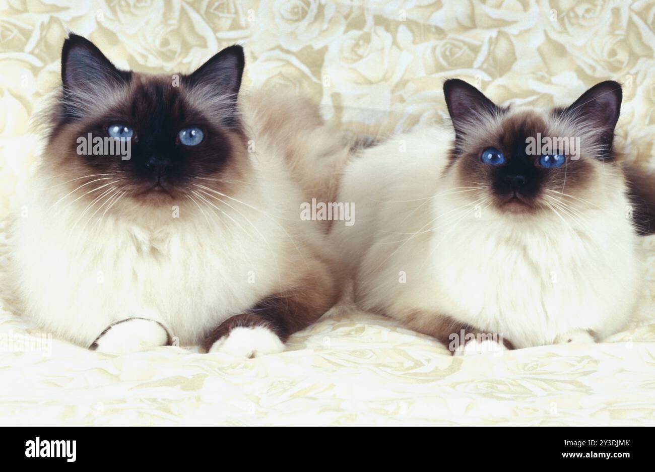 Birman cat, 1 year old, seal-point dark colouring Stock Photo - Alamy