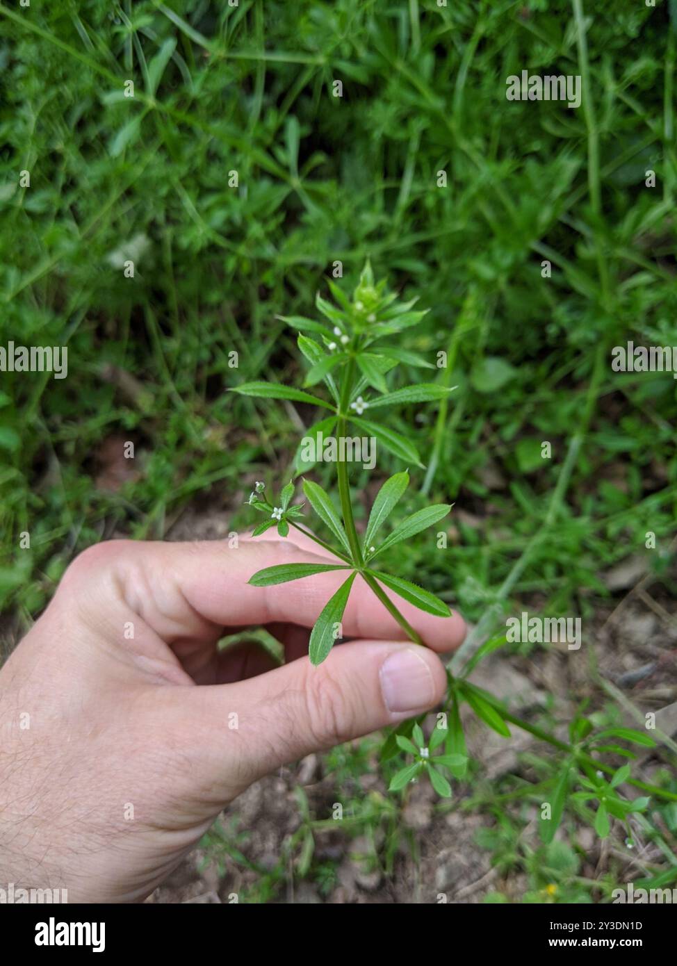 catchweed bedstraw (Galium aparine) Plantae Stock Photo - Alamy