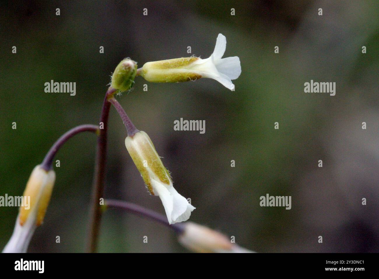 Spoonleaf Rockcress (Boechera spatifolia) Plantae Stock Photo - Alamy