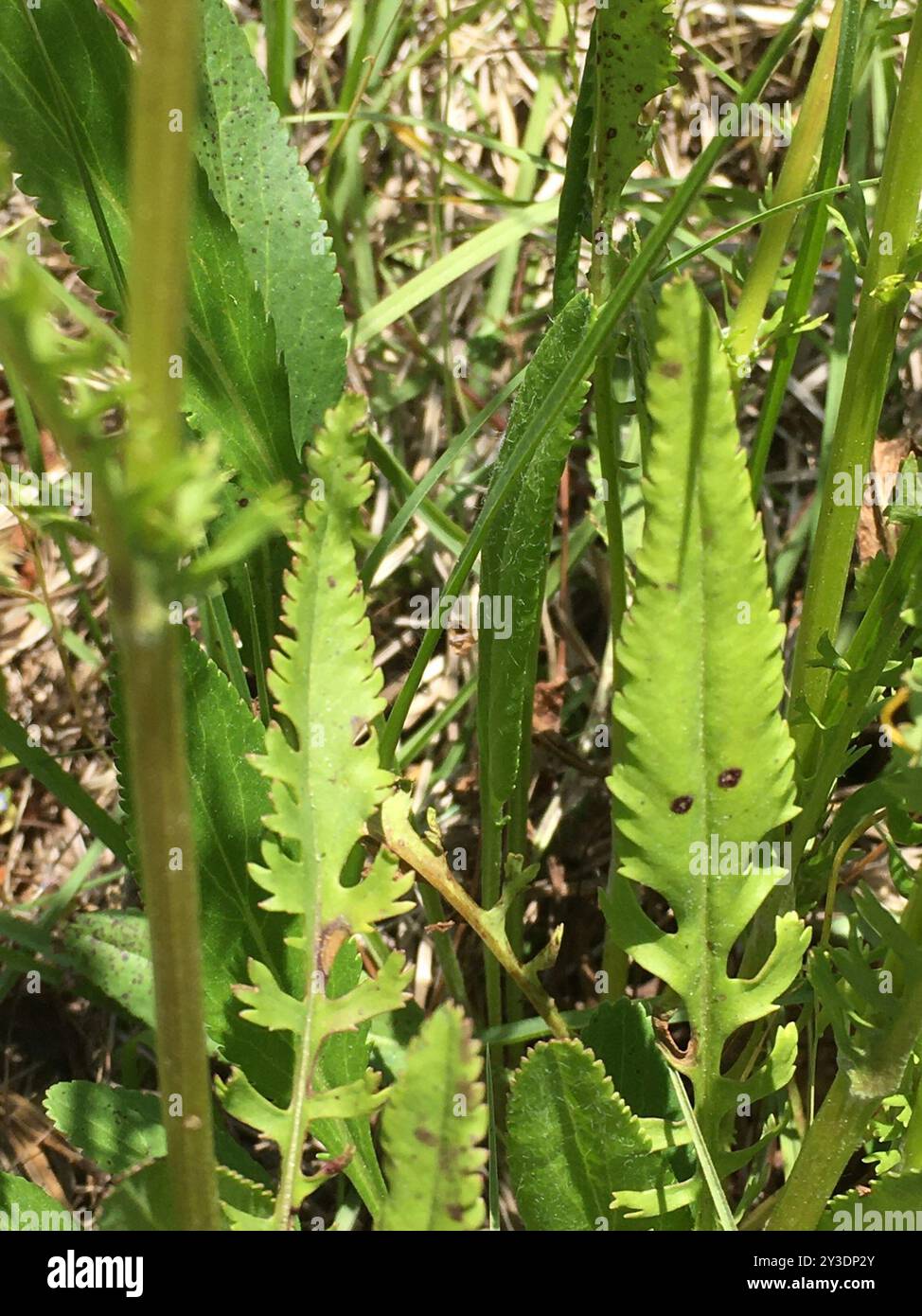 Small's ragwort (Packera anonyma) Plantae Stock Photo - Alamy