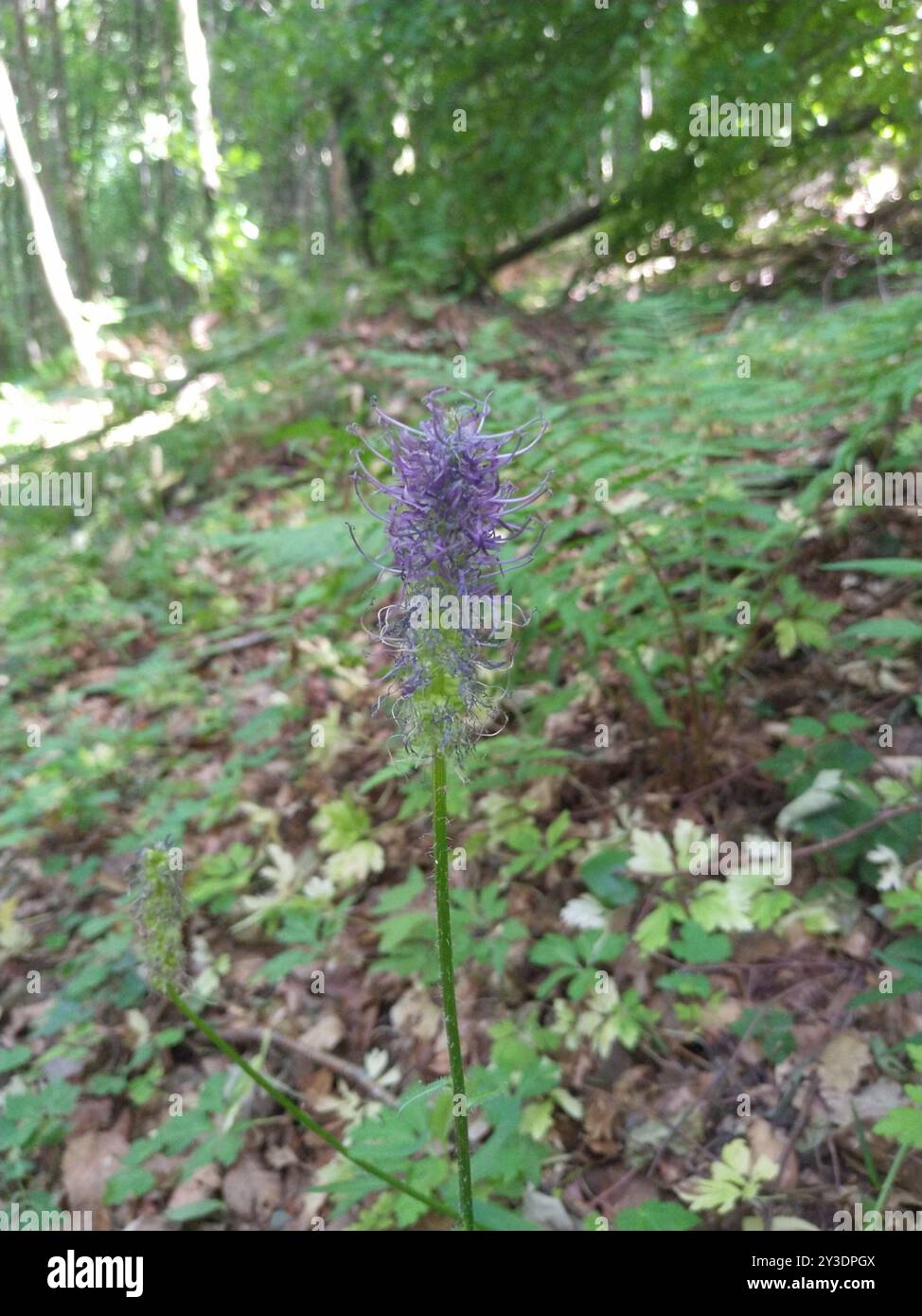 Black Rampion (Phyteuma nigrum) Plantae Stock Photo - Alamy