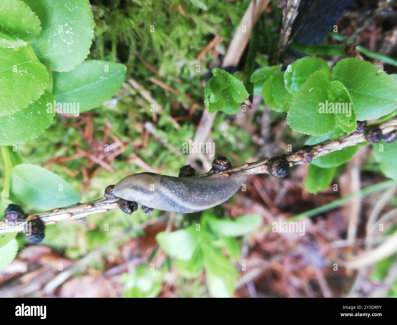 Banded Garden Slugs (Lehmannia) Mollusca Stock Photo - Alamy