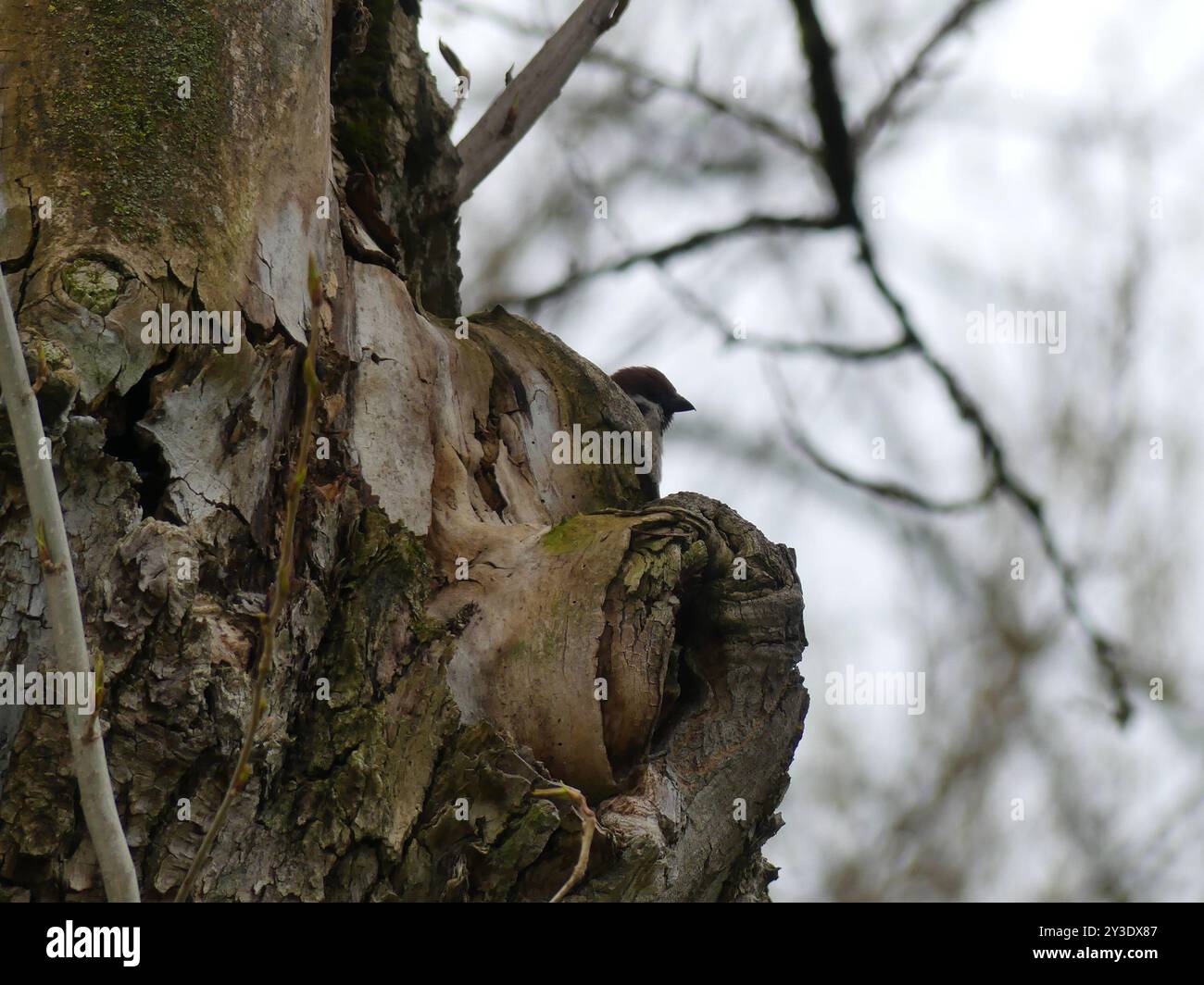 Eurasian Tree Sparrow (Passer montanus) Aves Stock Photo - Alamy