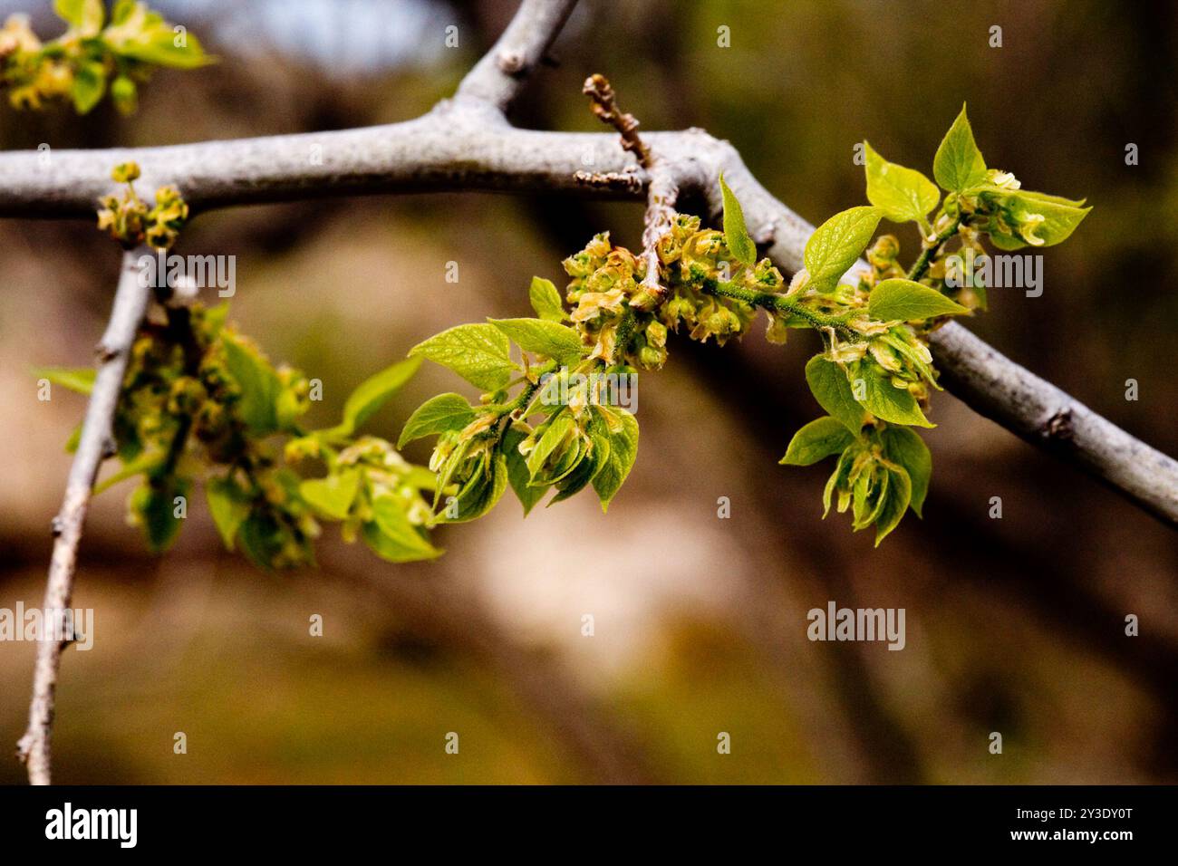 netleaf hackberry (Celtis reticulata) Plantae Stock Photo - Alamy
