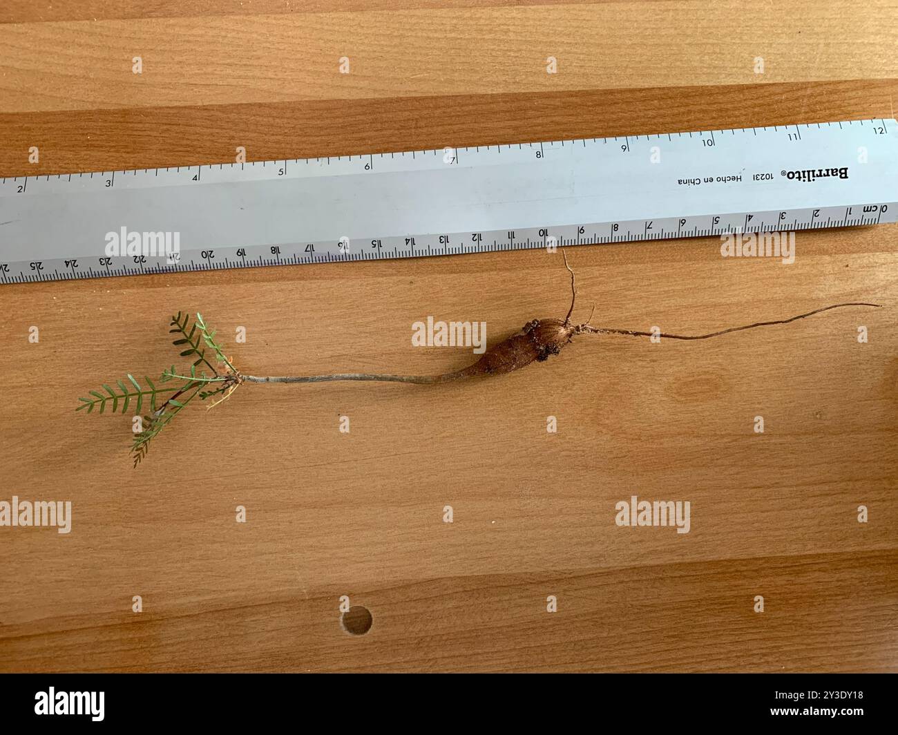 elephant tree (Bursera microphylla) Plantae Stock Photo - Alamy