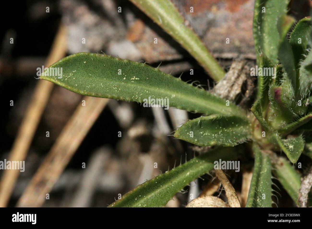 Spoonleaf Rockcress (Boechera spatifolia) Plantae Stock Photo - Alamy