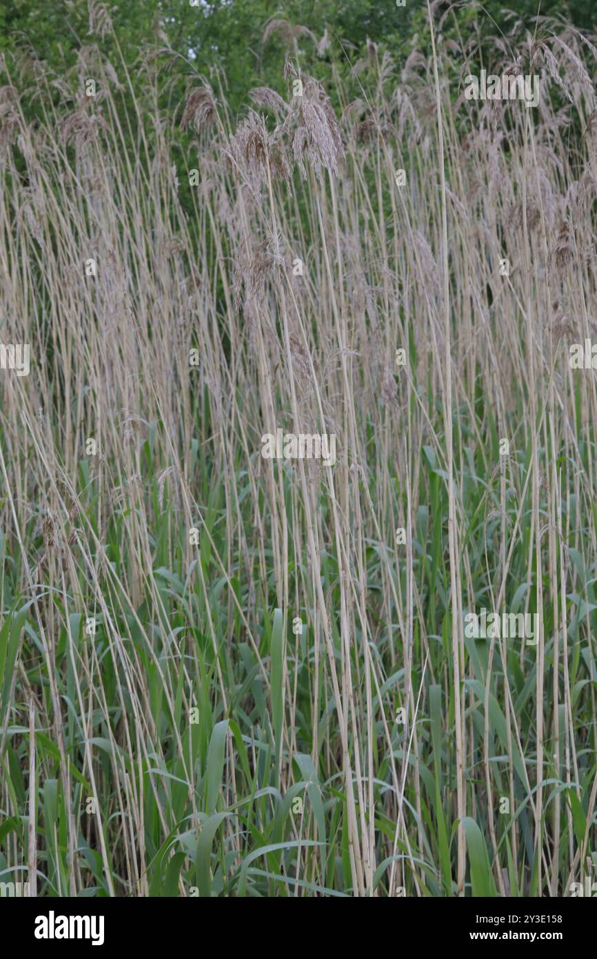 European reed (Phragmites australis australis) Plantae Stock Photo - Alamy