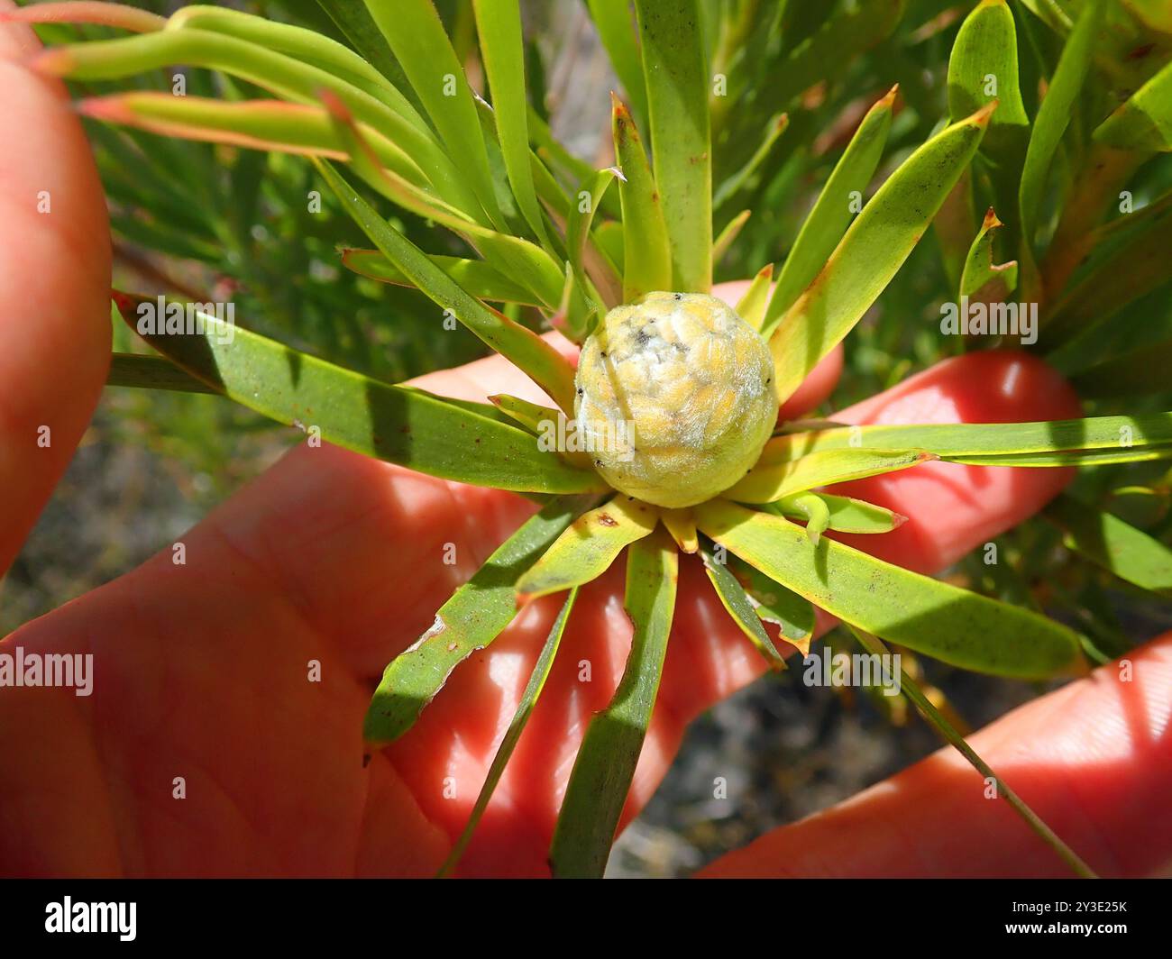 Flatseed Conebushes (Alatosperma) Plantae Stock Photo
