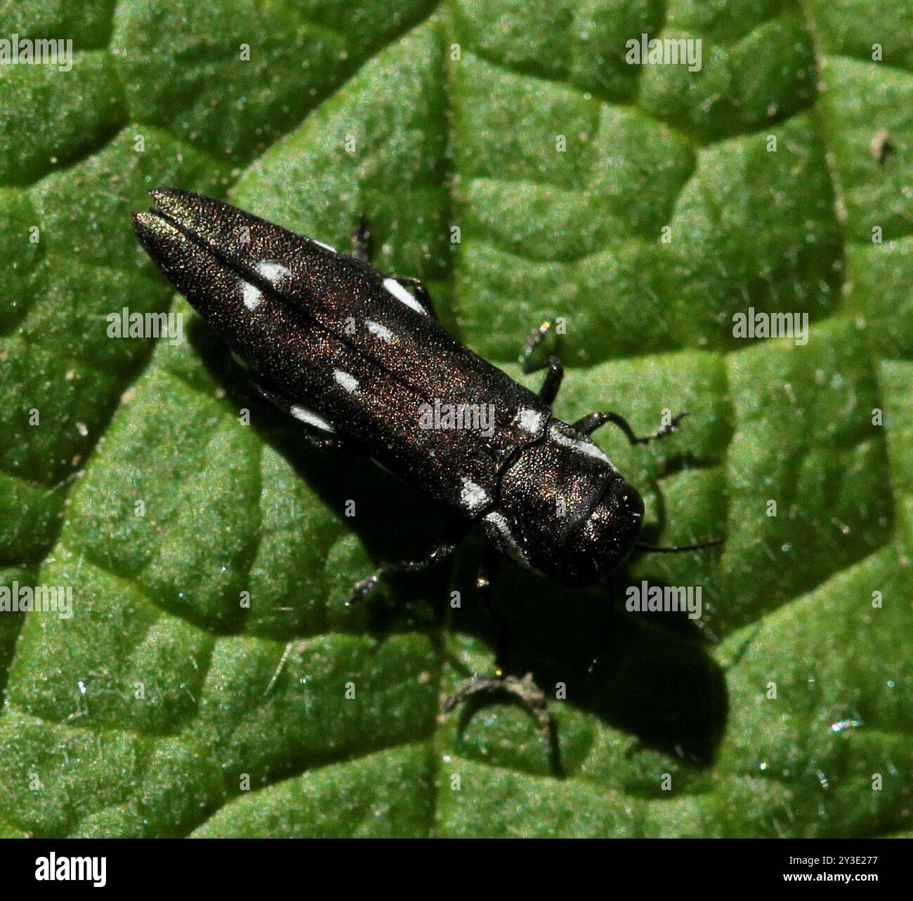 (Agrilus ater) Insecta Stock Photo - Alamy
