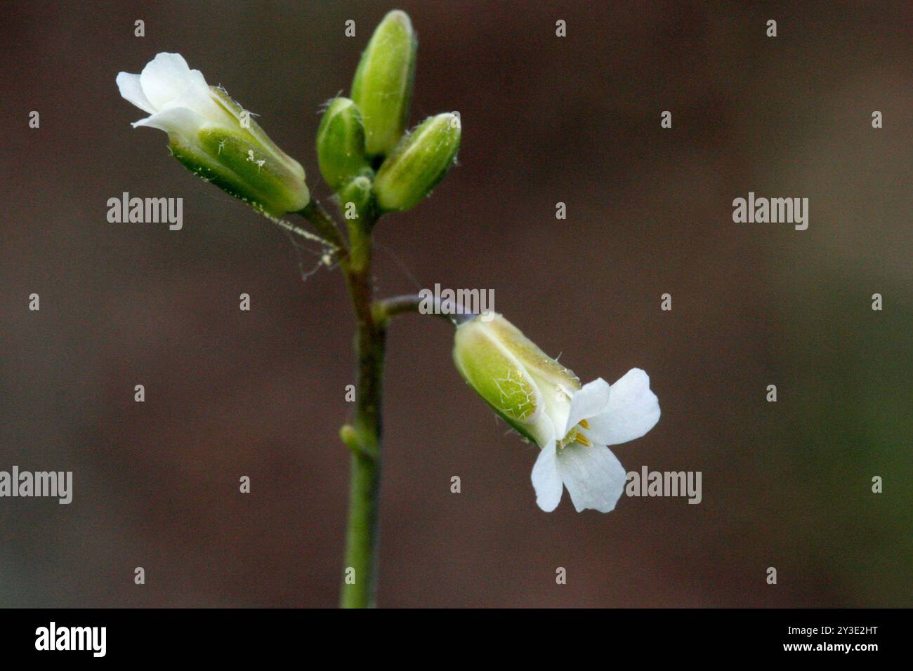 Spoonleaf Rockcress (Boechera spatifolia) Plantae Stock Photo - Alamy