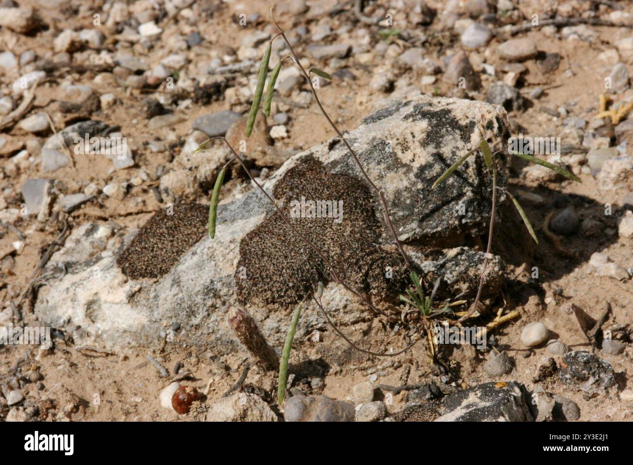 rabbit-ear rockcress (Boechera pendulina) Plantae Stock Photo - Alamy