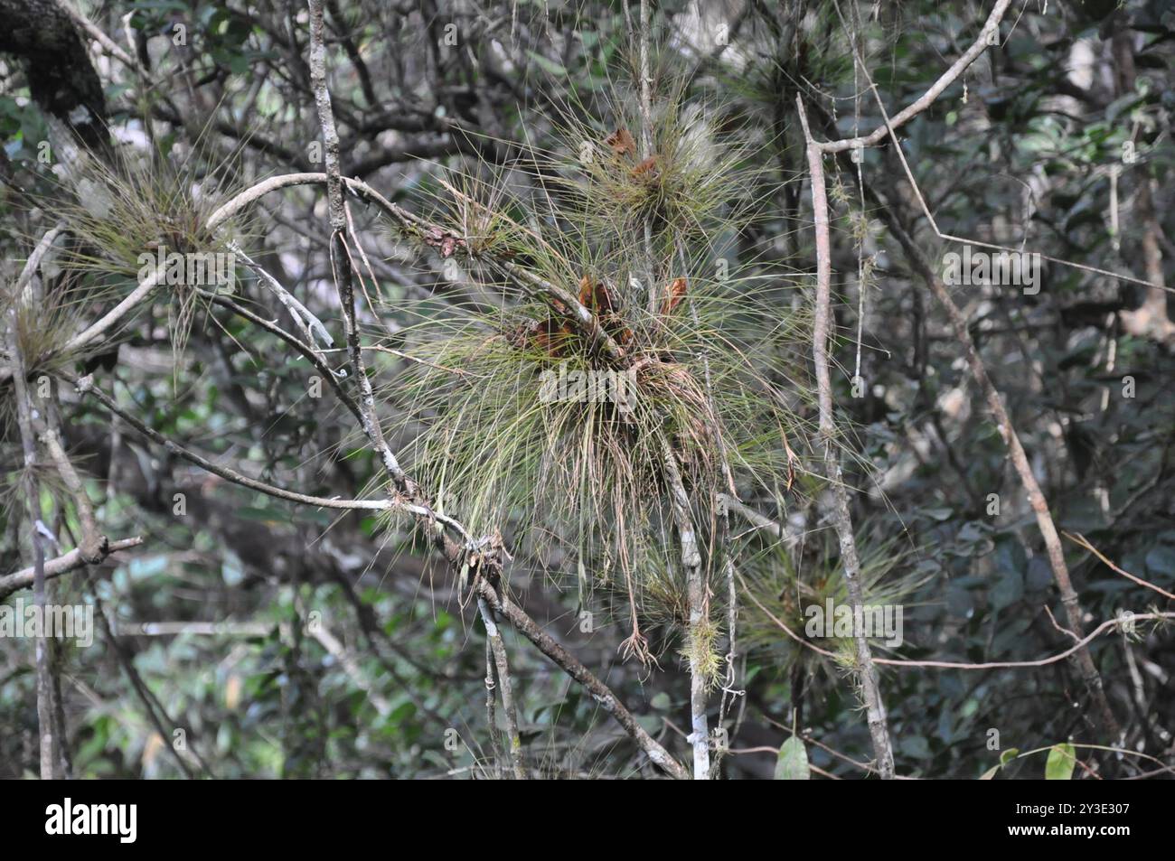 Needleleaf southern needleleaf airplant (Tillandsia setacea) Plantae Stock Photo ...