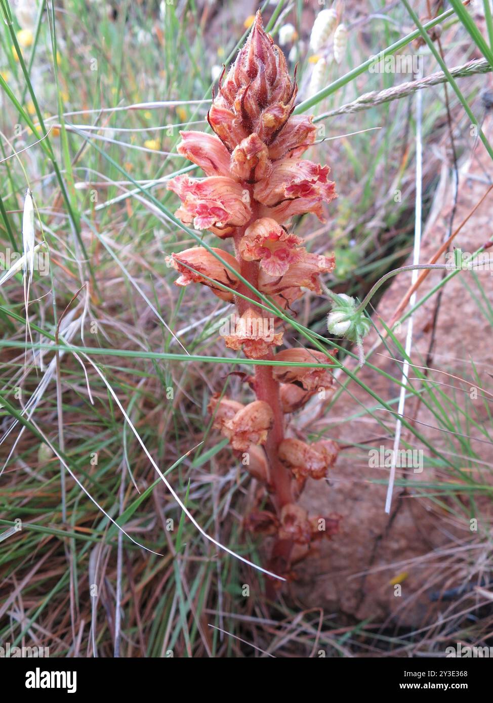 Lesser Broomrape Slender Broomrape (Orobanche gracilis) Plantae Stock Photo - Alamy