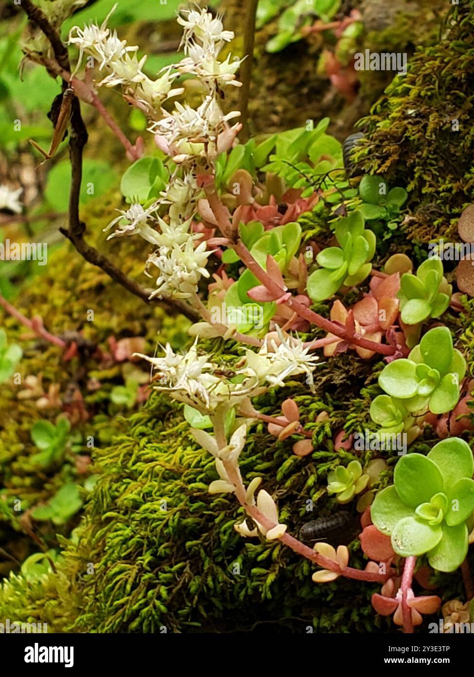 woodland stonecrop (Sedum ternatum) Plantae Stock Photo - Alamy