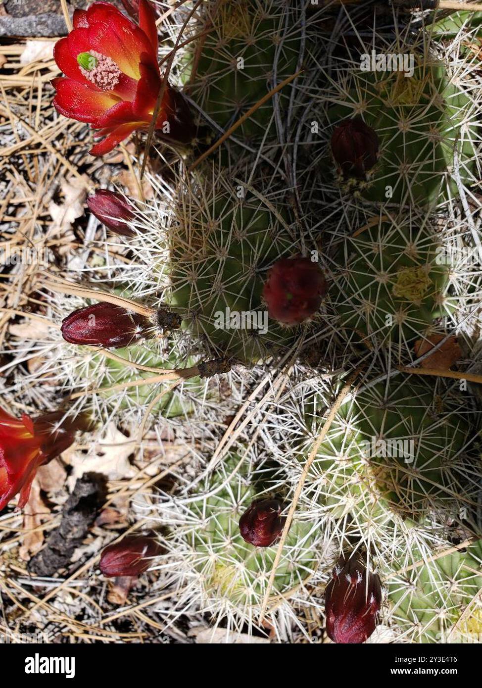 Echinocereus bakeri) Plantae Stock Photo - Alamy