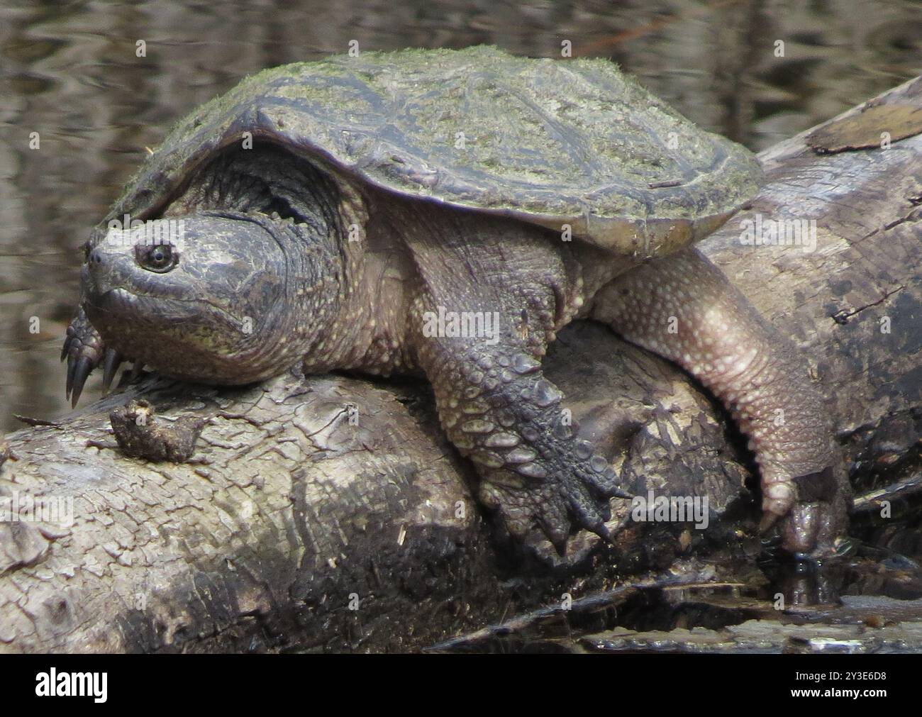 Common Snapping Turtle (Chelydra serpentina) Reptilia Stock Photo - Alamy