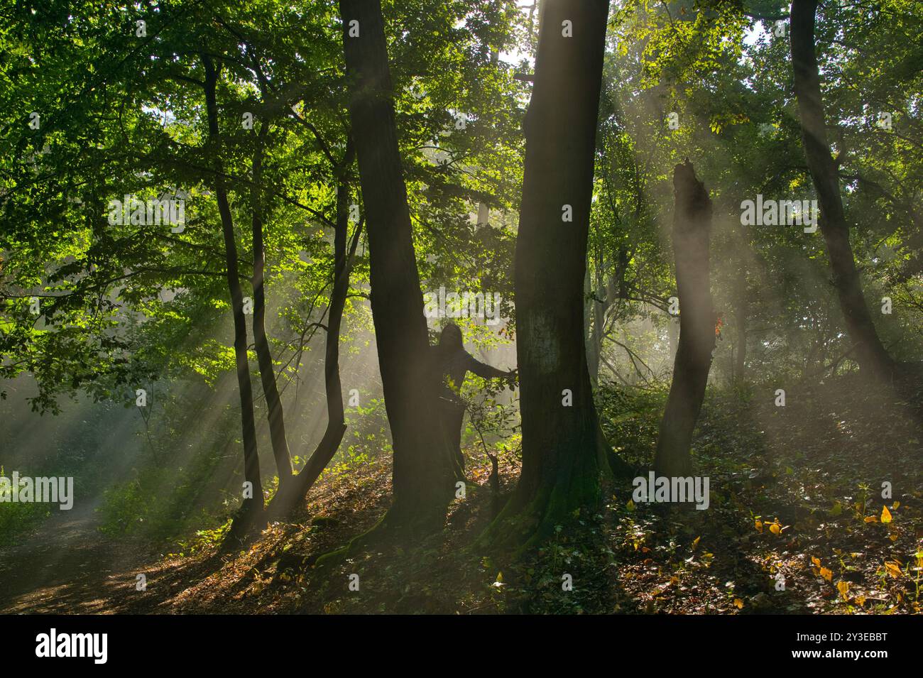Foggy late summer day in the Teutoburger forest in East Westphalia Stock Photo