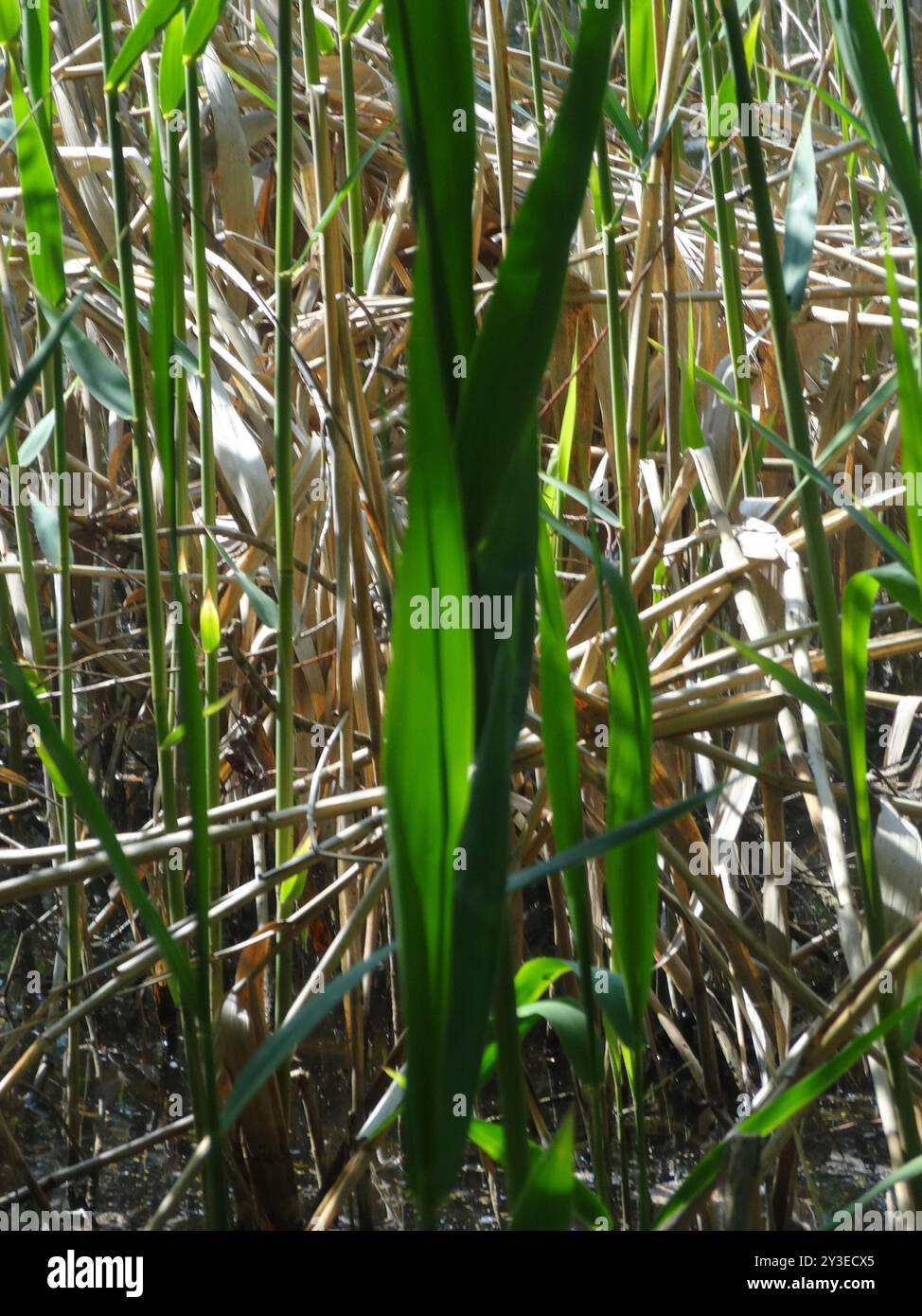 European reed (Phragmites australis australis) Plantae Stock Photo - Alamy