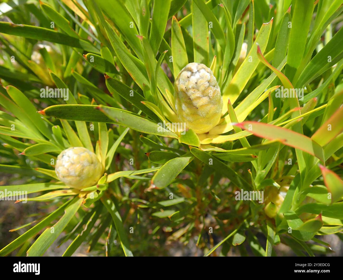 Flatseed Conebushes (Alatosperma) Plantae Stock Photo