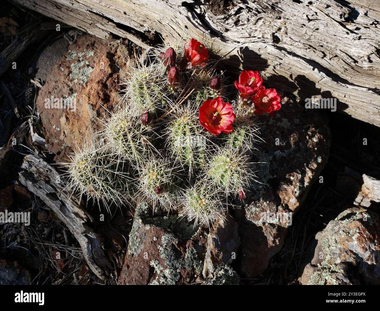 Echinocereus bakeri) Plantae Stock Photo - Alamy