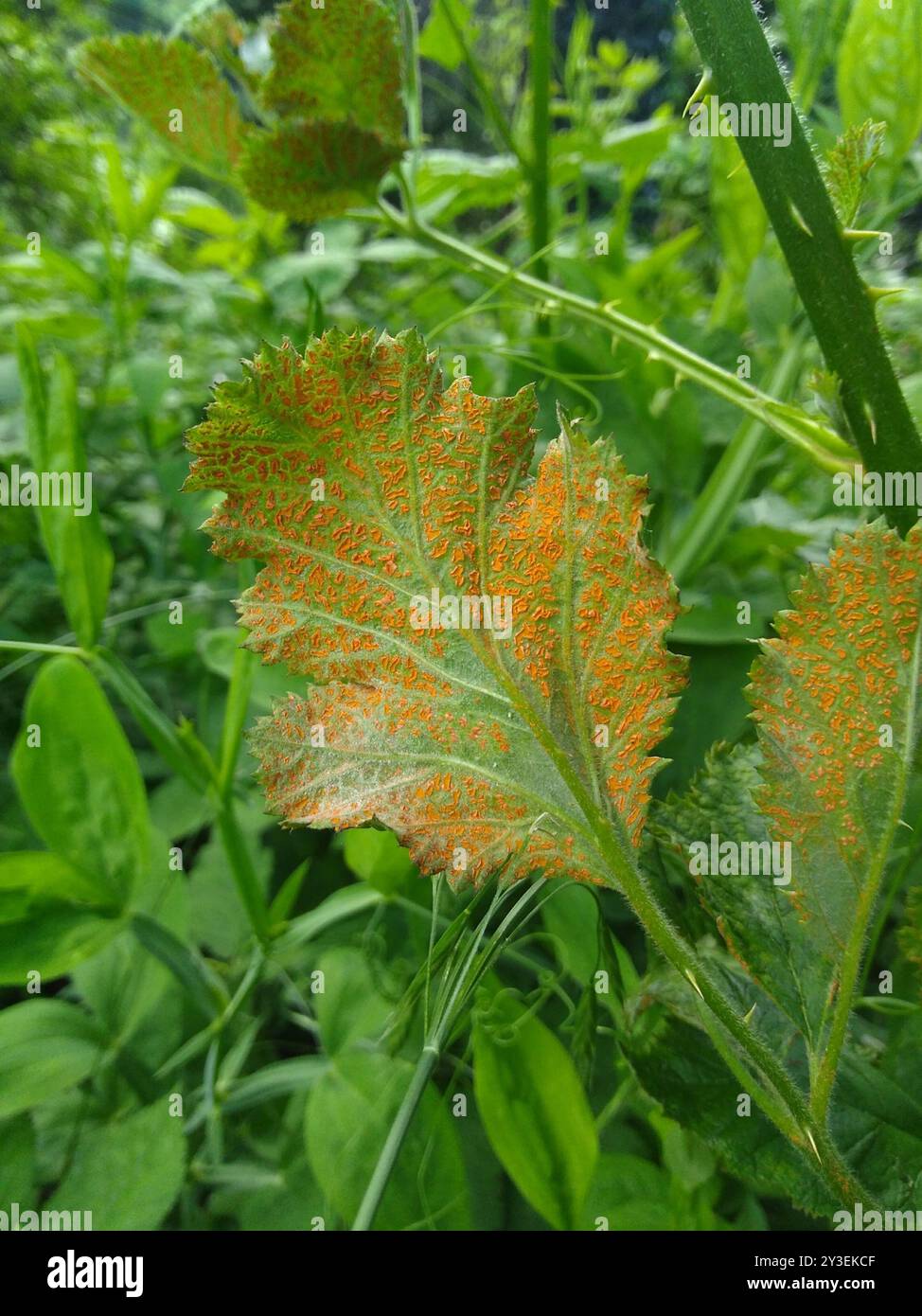 rust fungi (Pucciniales) Fungi Stock Photo - Alamy