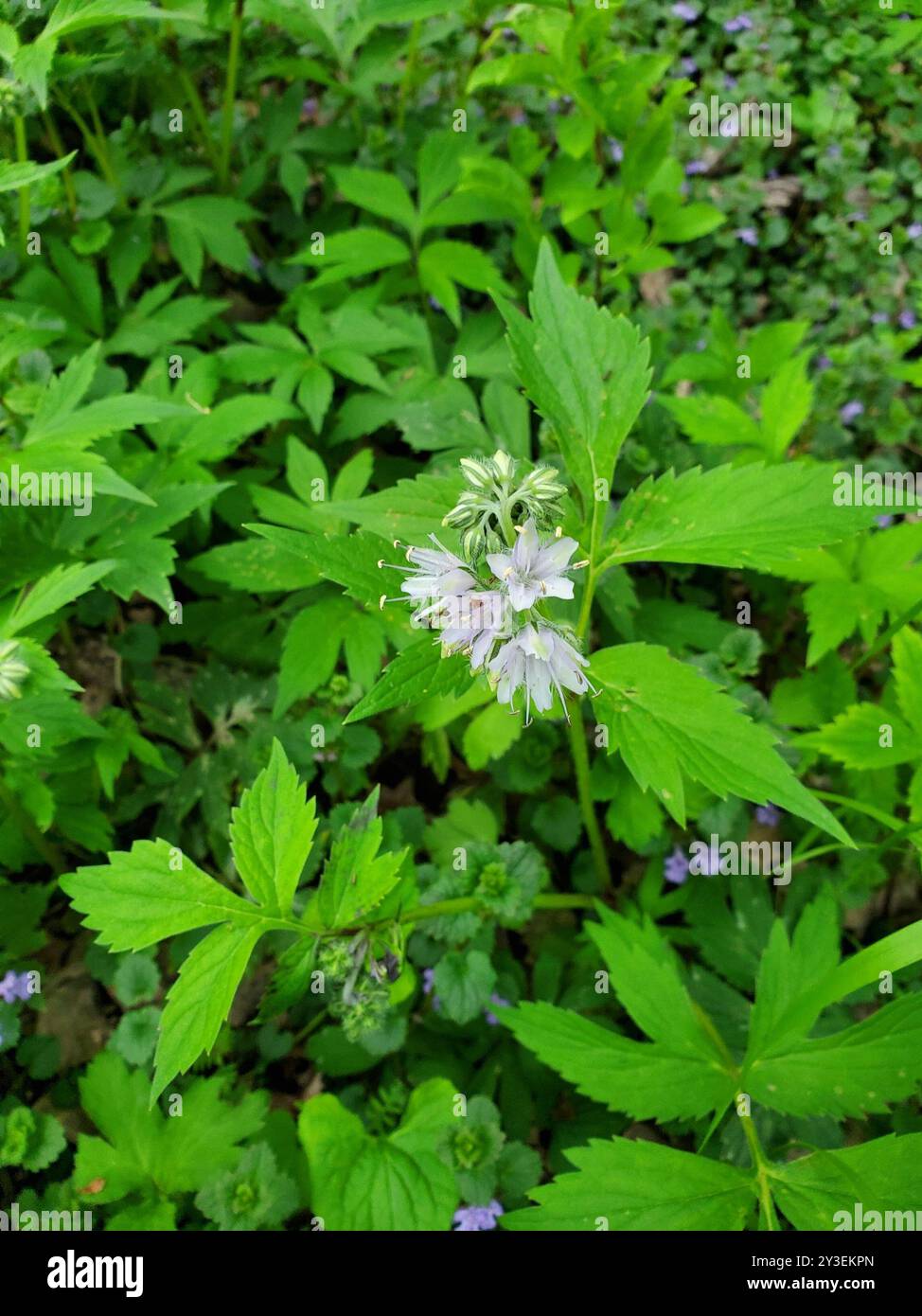 Virginia waterleaf (Hydrophyllum virginianum) Plantae Stock Photo - Alamy