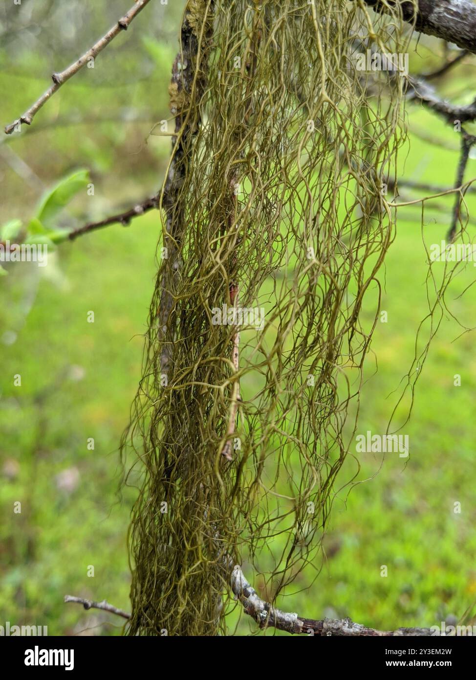 Horsehair Lichens (Bryoria) Fungi Stock Photo