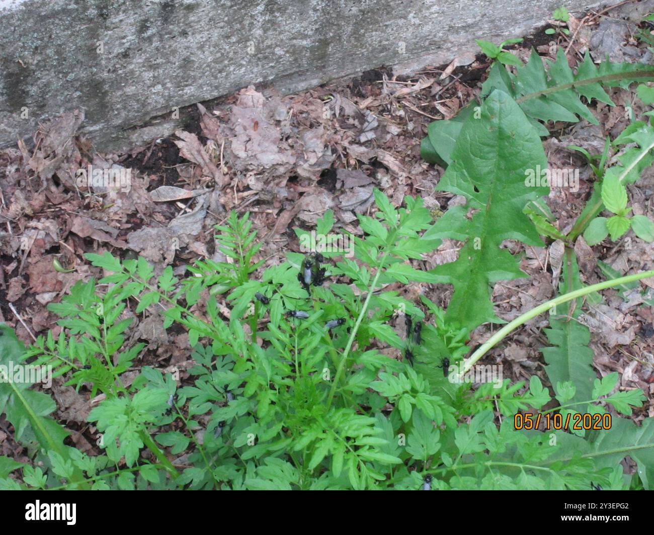 March Insect Identification March Flies (Bibionidae) Insecta Stock Photo - Alamy