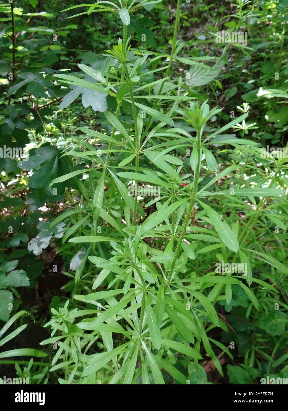 catchweed bedstraw (Galium aparine) Plantae Stock Photo - Alamy
