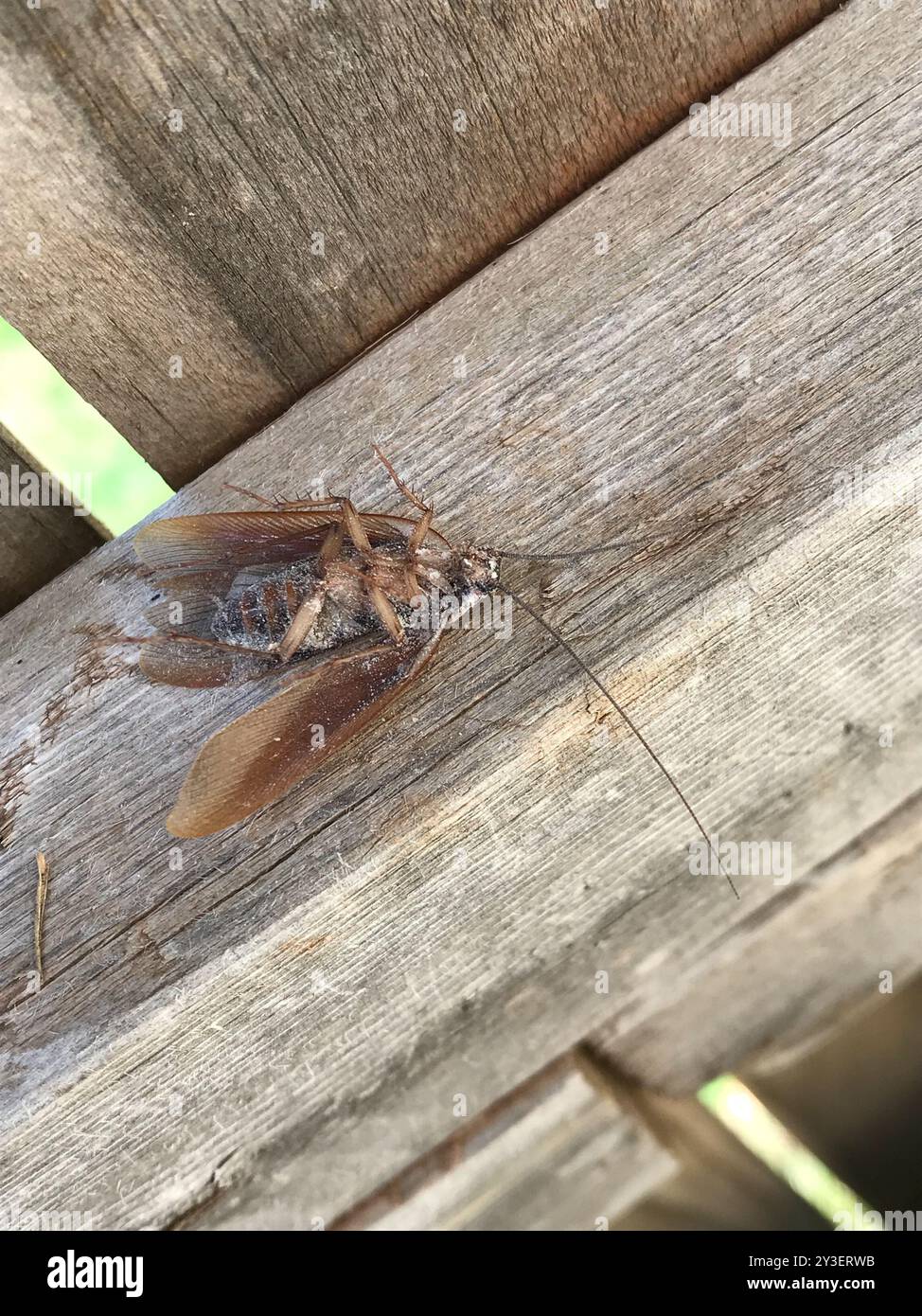 North American Wood Cockroaches (Parcoblatta) Insecta Stock Photo - Alamy