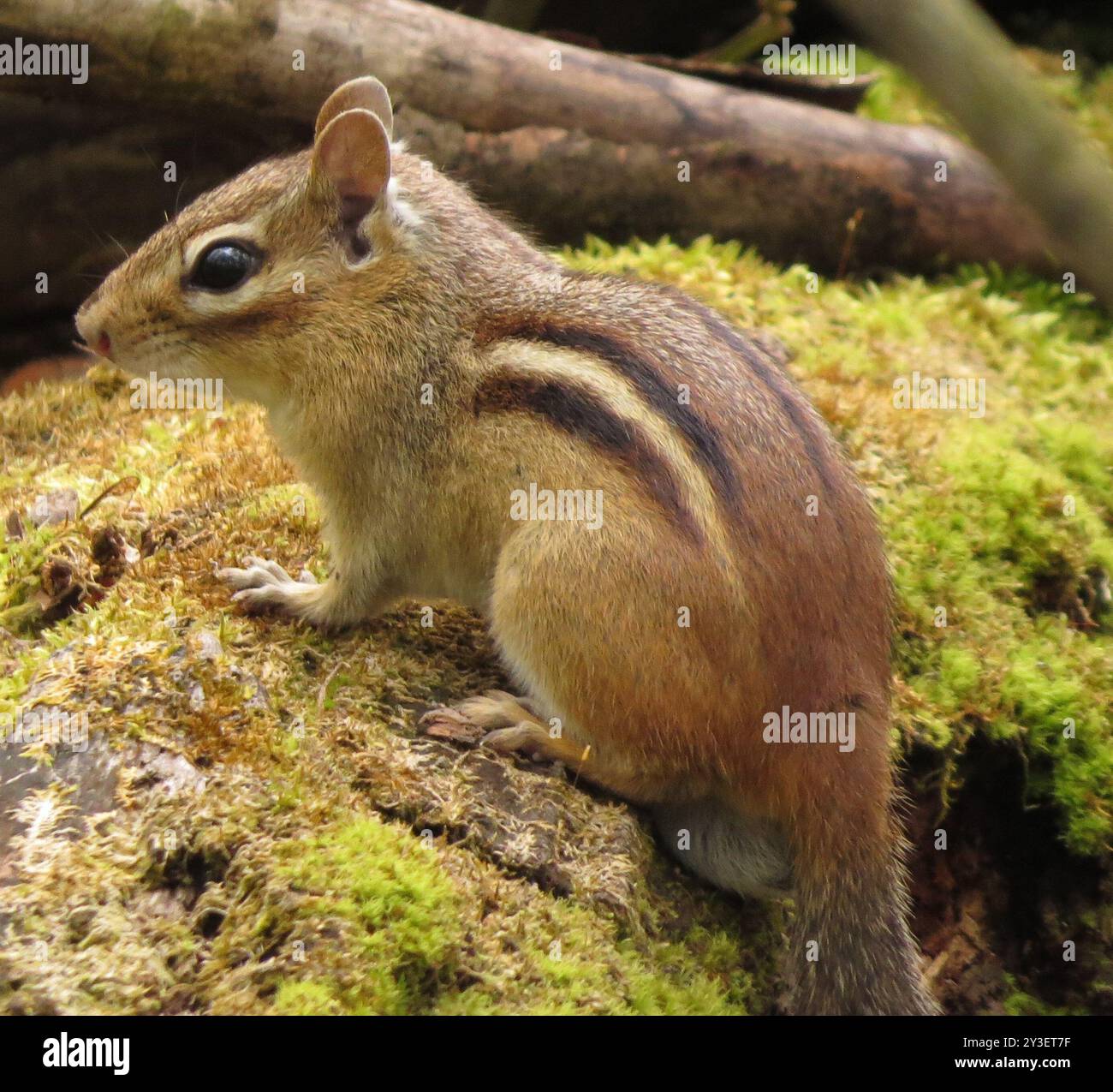 Eastern Chipmunk (Tamias striatus) Mammalia Stock Photo - Alamy