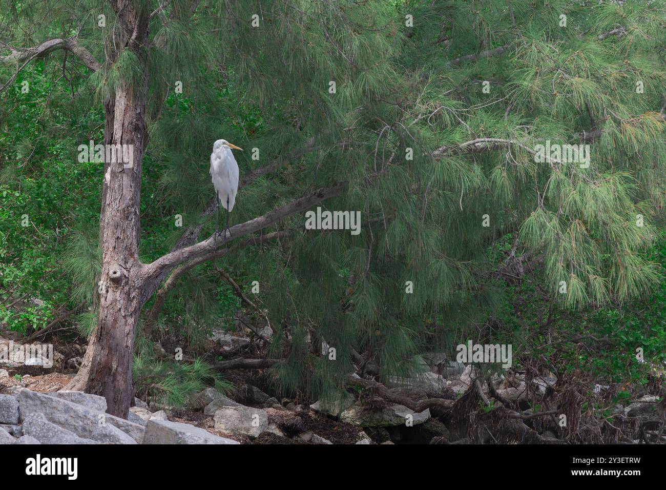 Florida wildlife on the shoreline in St Petersburg Florida Ft Desoto park Pinellas County Florida 2025 Stock Photo