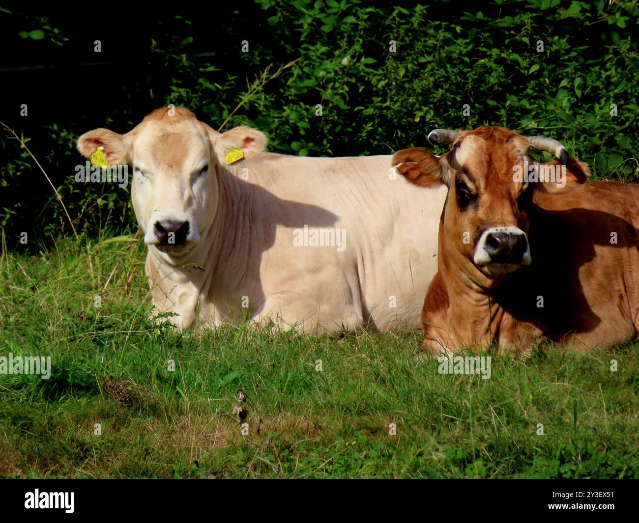 Mama Rind Kuhs hi-res stock photography and images - Alamy