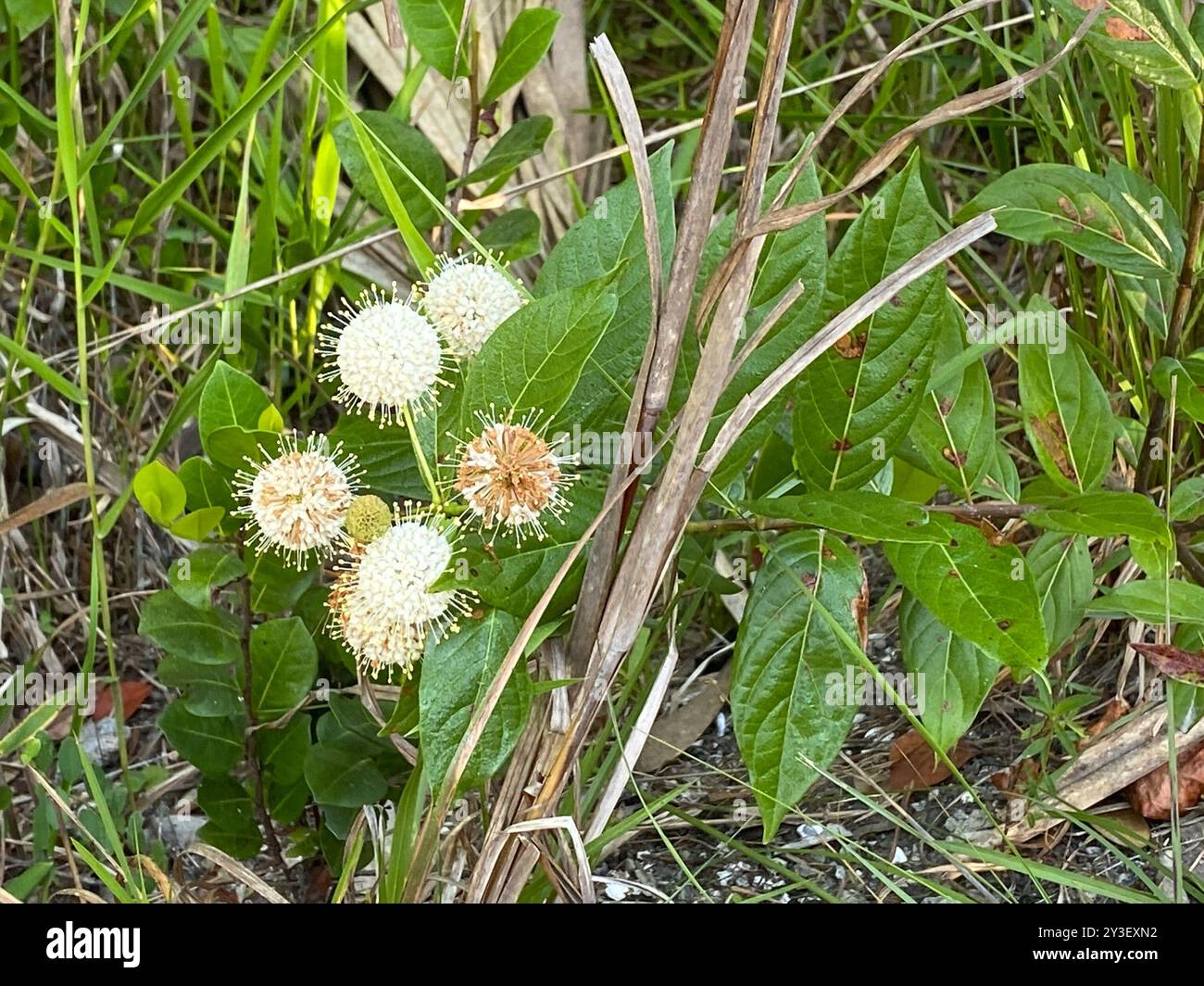 buttonbush (Cephalanthus occidentalis) Plantae Stock Photo - Alamy