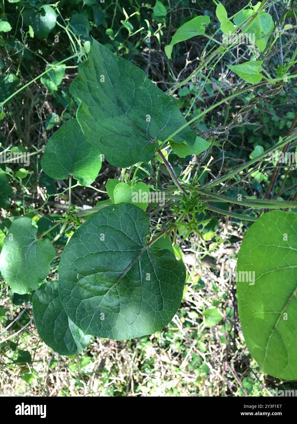 Anglepod (Gonolobus suberosus) Plantae Stock Photo - Alamy