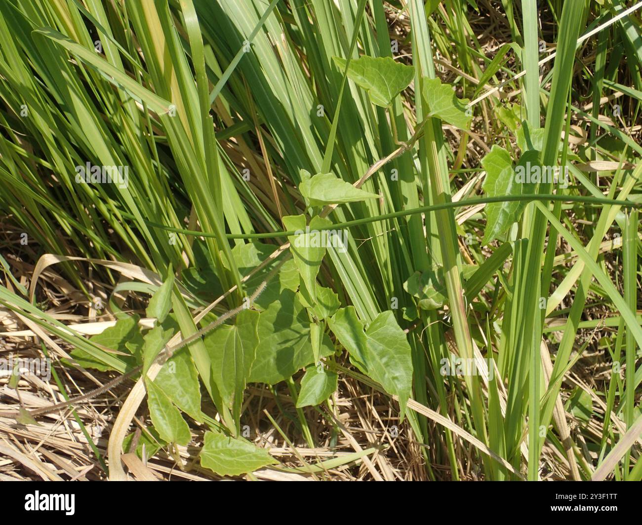 mile-a-minute (Mikania micrantha) Plantae Stock Photo