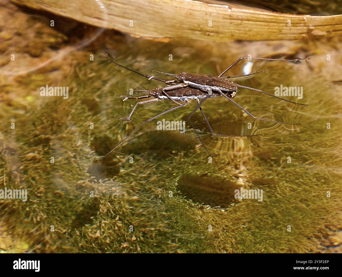 North American Common Water Strider (Aquarius remigis) Insecta Stock ...