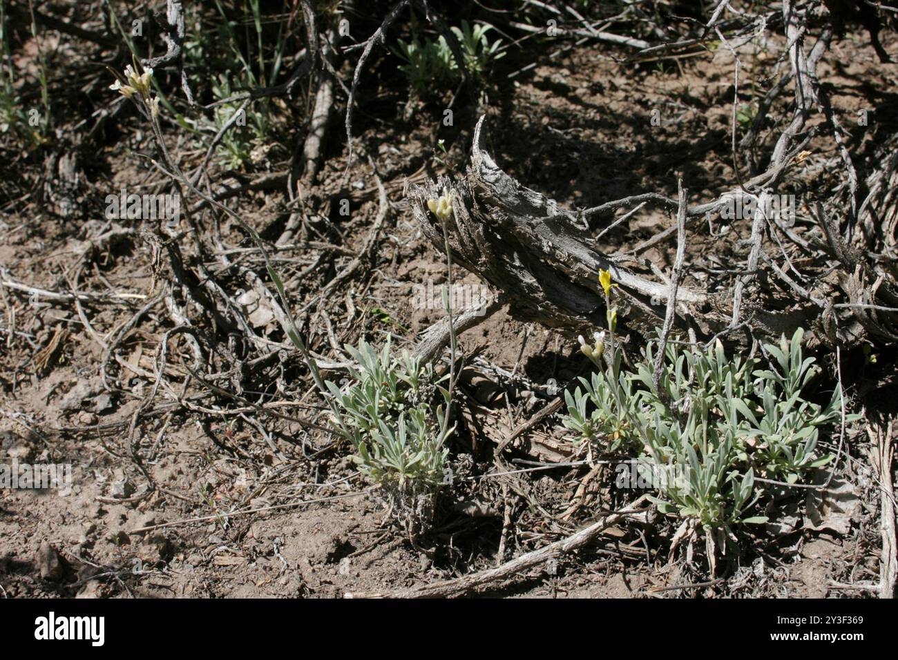 Crandall's rockcress (Boechera crandallii) Plantae Stock Photo - Alamy
